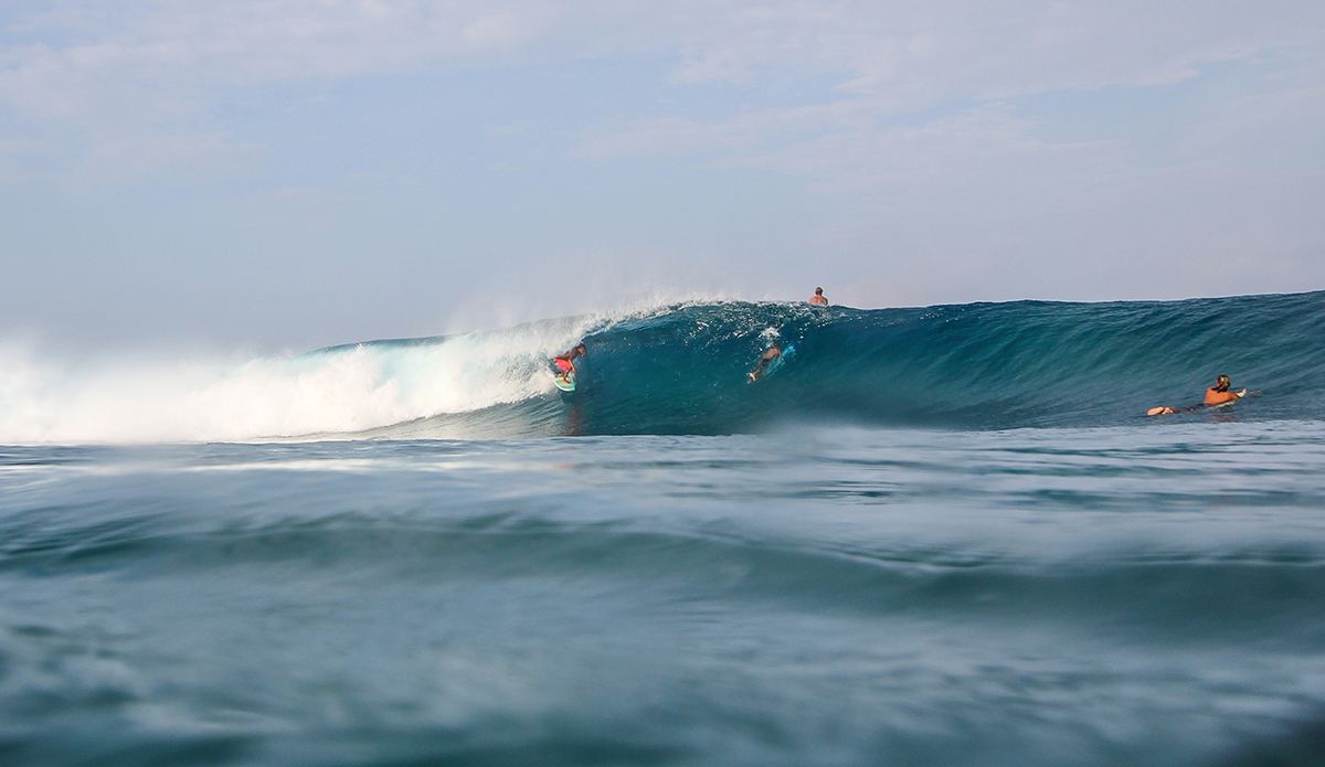 Photo: <a href=\"https://www.insectoart.com\">Carlos Palacios</a>