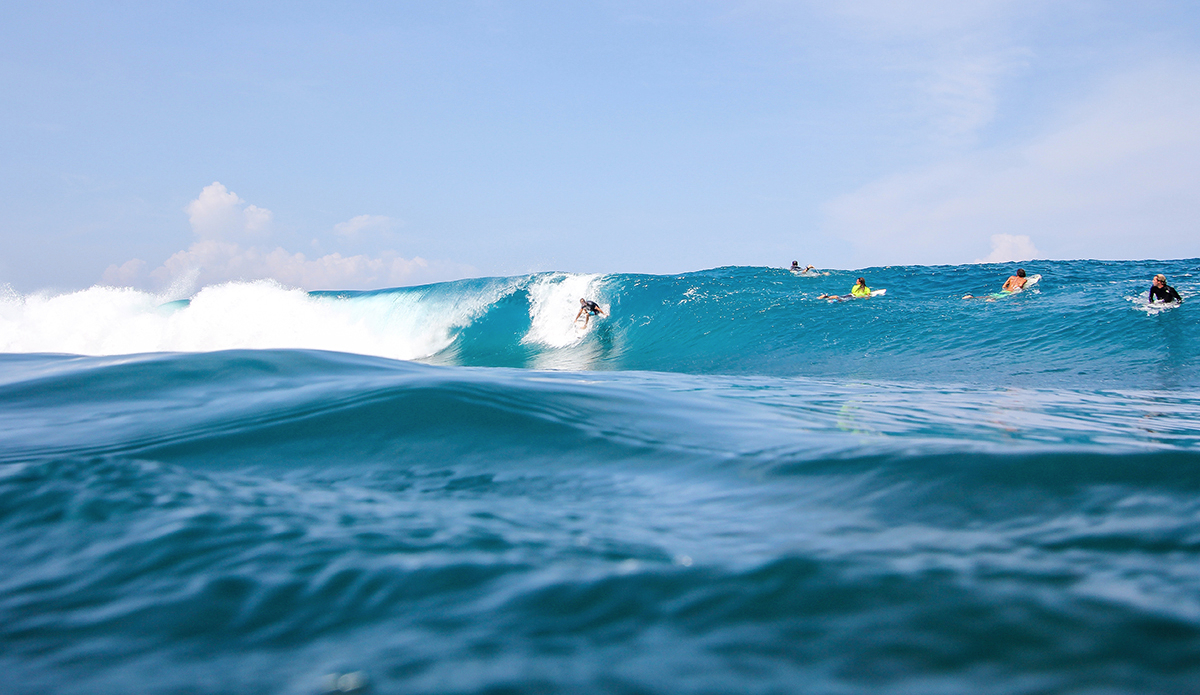 Photo: <a href=\"https://www.insectoart.com\">Carlos Palacios</a>