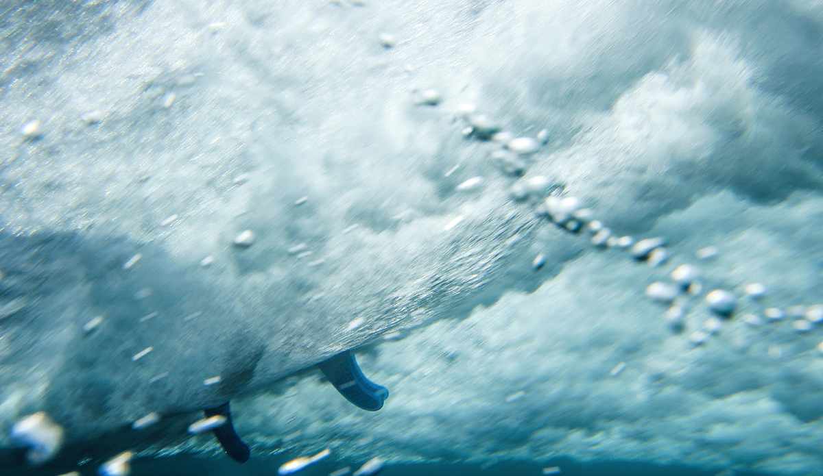 Photo: <a href=\"https://www.insectoart.com\">Carlos Palacios</a>