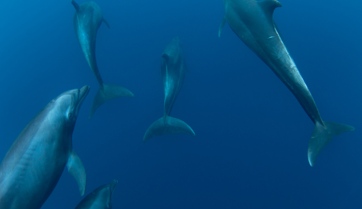 This image from four years ago grew my passion into capturing marine animals in their own environment. I love the interaction I get with dolphins. I spend a lot of my time now
swimming and photographing these amazing creatures. Photo: <a href=\"https://craigparryphotography.com/\">Craig Parry</a>