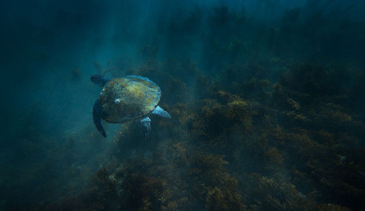 I added this image because I love the mood attached to it. I head to this place when the water is clear enough. I discovered this reef 100m off the beach in Byron Bay and I\'m always blown away by the interaction I get by the sea life here. Photo: <a href=\"https://craigparryphotography.com/\">Craig Parry</a>