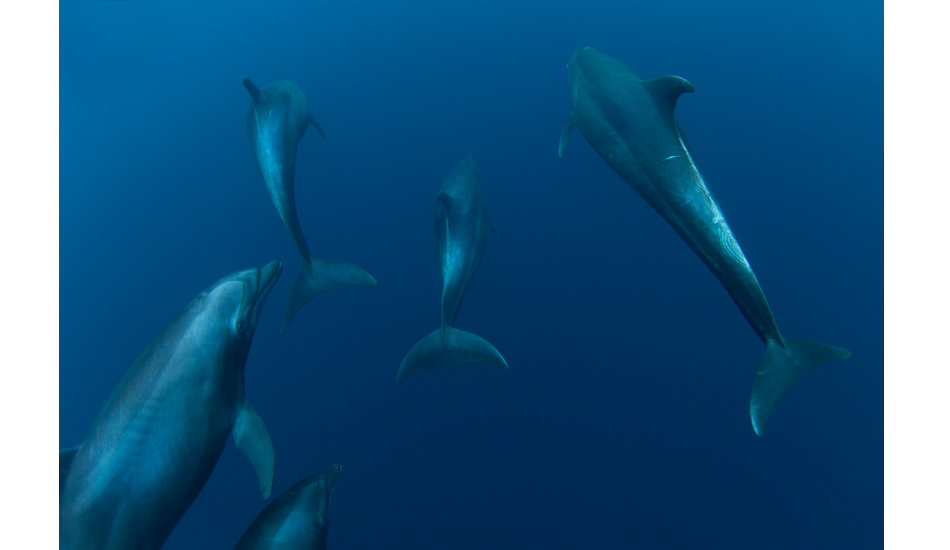 One of the pod. Photo: <a href=\"https://www.craigparry.com.au\">Craig Parry</a>