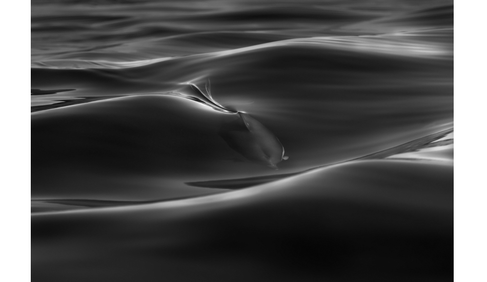 Dolphin silk. Photo: <a href=\"https://www.craigparry.com.au\">Craig Parry</a>