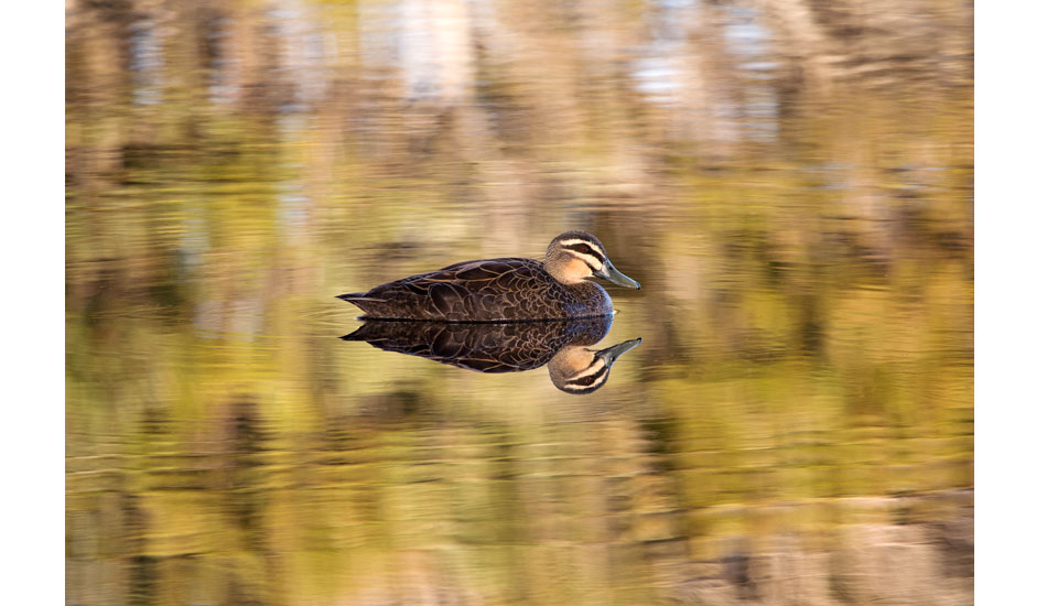 Duck reflection. Photo: <a href=\"https://www.craigparry.com.au\">Craig Parry</a>