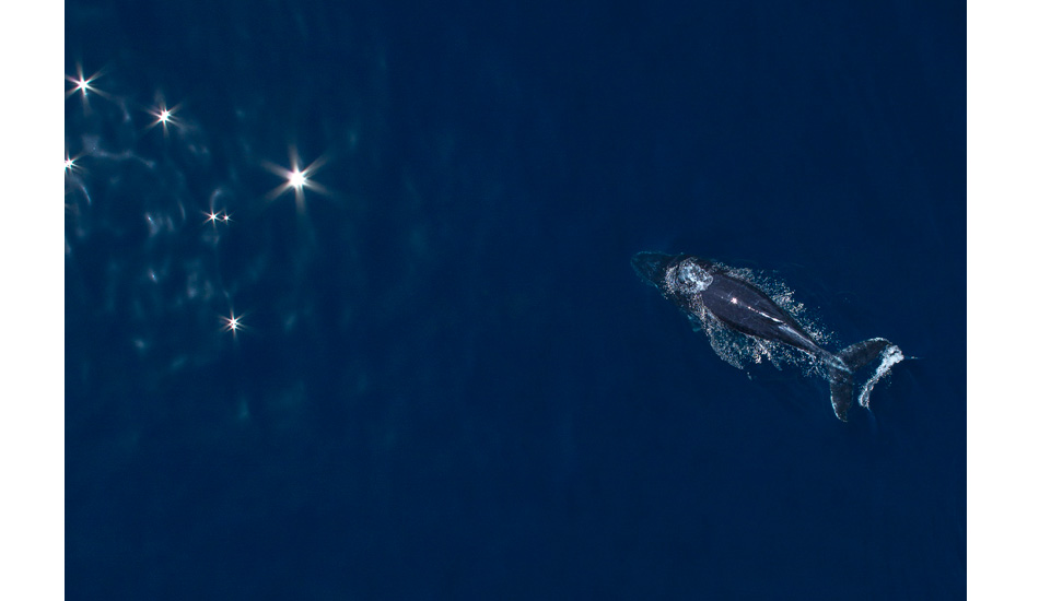 Southern Cross humpback. Photo: <a href=\"https://www.craigparry.com.au\">Craig Parry</a>