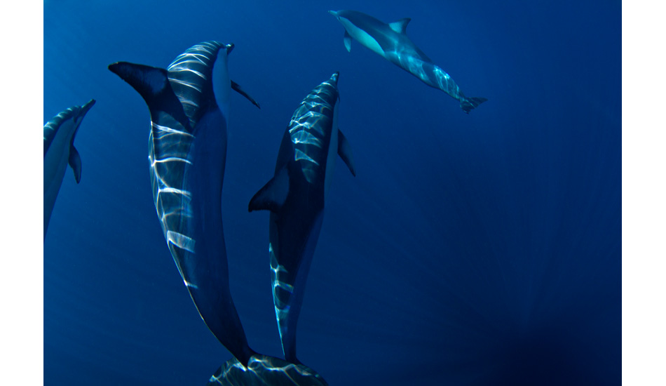 Pod in Byron Bay. Photo: <a href=\"https://www.craigparry.com.au\">Craig Parry</a>