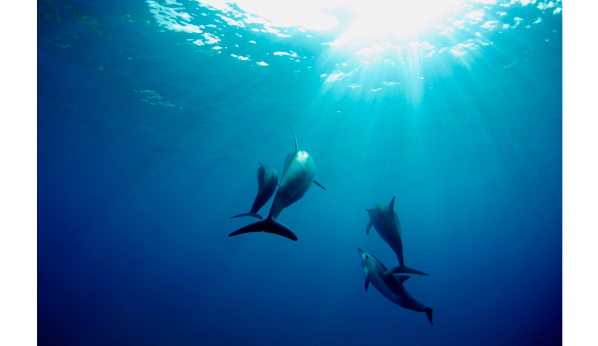 Look towards the sun, and your shadows fall behind you. Photo: <a href=\"https://www.danegrady.com/#s=0&mi=1&pt=0&pi=1&p=-1&a=0&at=0\"> Dane Grady</a>