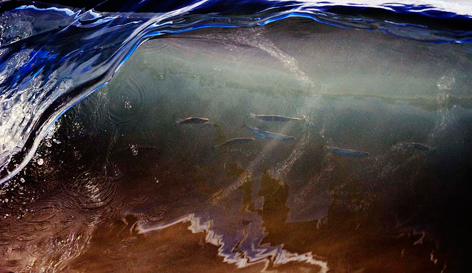 Throughout shooting my collection of Waveart images, I have dreamt of capturing fish swimming past. The day finally arrived as these small bait fish cruised through the wall of this 25cm wave. Photo: <a href=\"https://www.debmwaveart.webs.com/\" target=_blank>Deb Morris</a>.