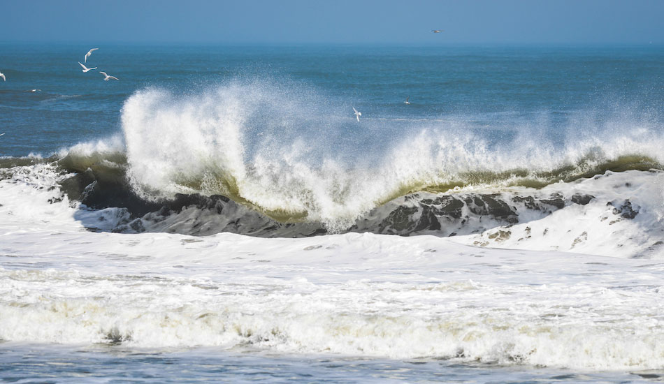A few times, I thought these birds were done for sure, but just like that, they would rise up and drop right back down to feast on whatever got churned up. Photo: <a href=\"https://domdentephoto.bigcartel.com/\">Dom Dente</a>