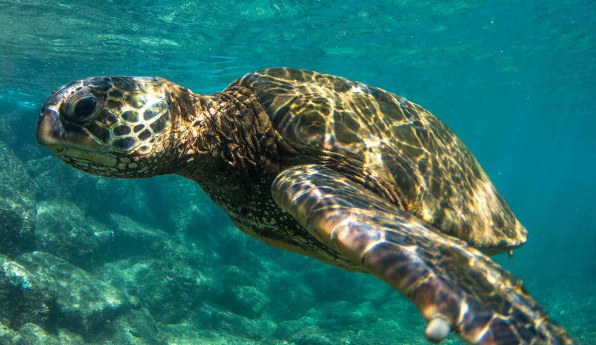 Honu passing by the lineup when I was shooting surf a few weeks back. There is something so spiritual when you encounter them.  Photo: <a href=\"https://DonCooperPhotography.zenfolio.com\">Don Cooper</a>