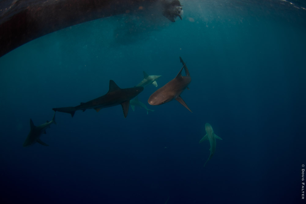 <a href=\"https://www.dougfalterphotography.com/#!/index\">Doug Falter Photography</a>