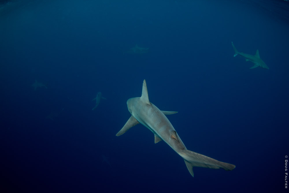 <a href=\"https://www.dougfalterphotography.com/#!/index\">Doug Falter Photography</a>