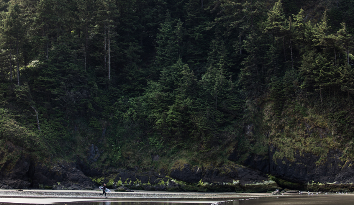 Where the forest meets the sea. Photo: <a href=\"https://www.instagram.com/ryan_meichtry\">@ryan_meichtry</a>