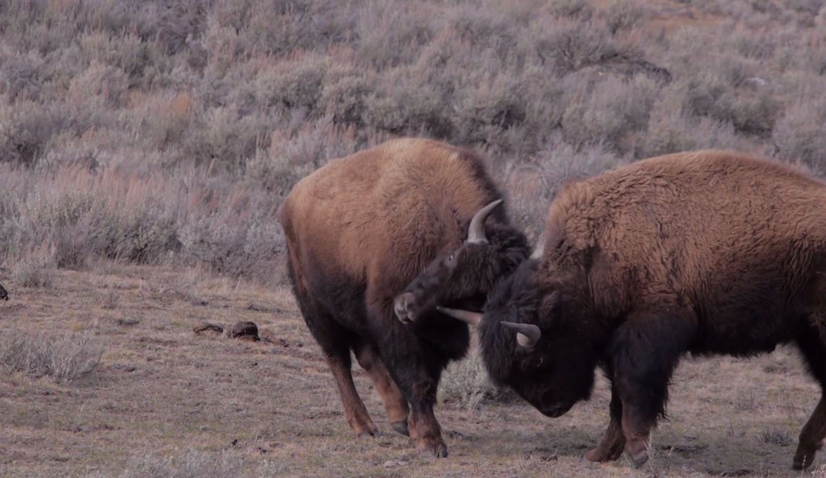 Screenshot: <a href=\"https://vimeo.com/126734733\">Sean Fithian</a>