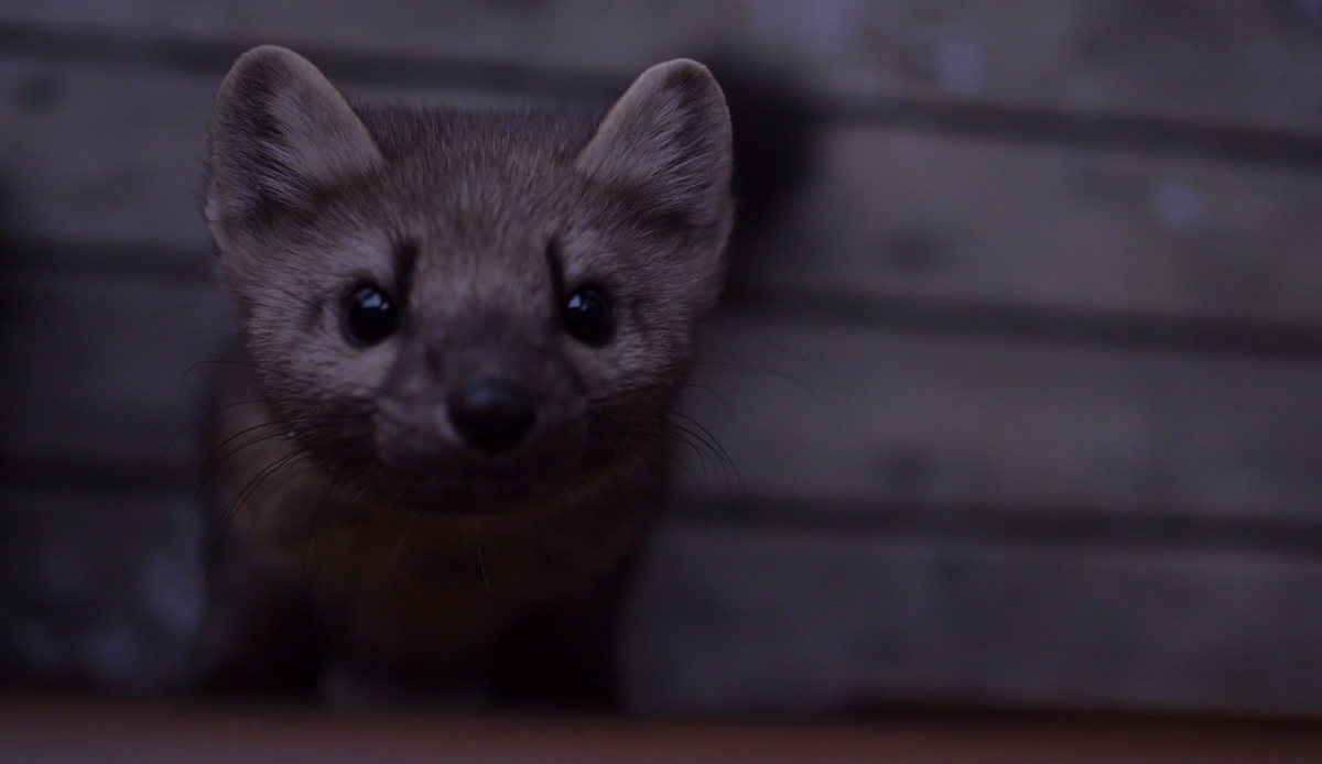 Screenshot: <a href=\"https://vimeo.com/126734733\">Sean Fithian</a>