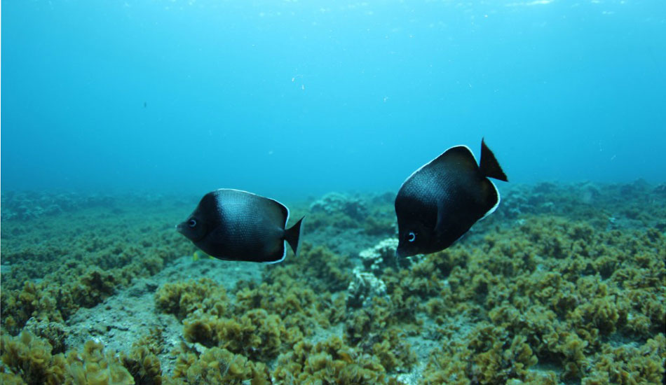Hanga Roa Reef. Photo:<a href=\"https://brentalex.com/\">Brent Alex</a>