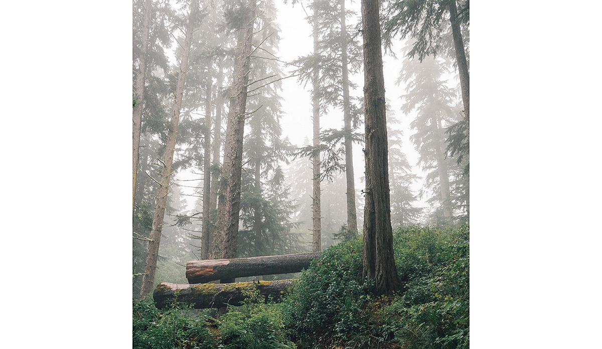 Giants amidst the fog. Photo: Ian Duncan