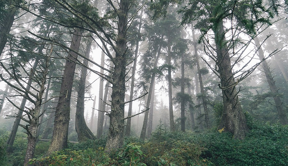 Morning fog at Sombrio. Photo: Ian Duncan