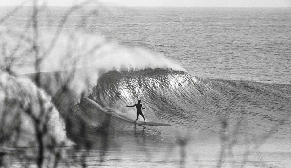 Zubadee. Photo: Tim McCullough