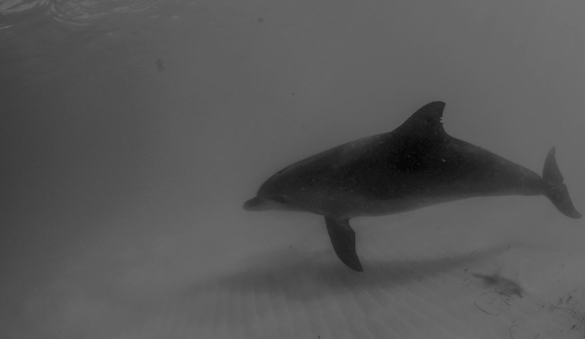 Photo: <a href=\"https://www.facebook.com/pages/Flynn-Ironmonger-Photography/203201859827539\"> Flynn Ironmonger</a>