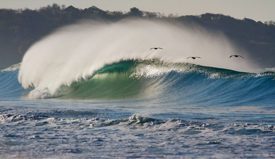 Pelicans known how it’s done. Photo: <a href=\"https://www.gaz-art.com/\">Gary Parker</a>
