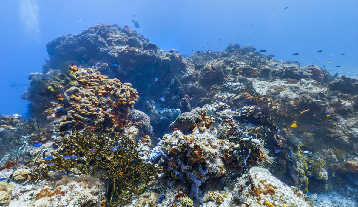 Santa Rosa Wall, Monaco. Photo: Google