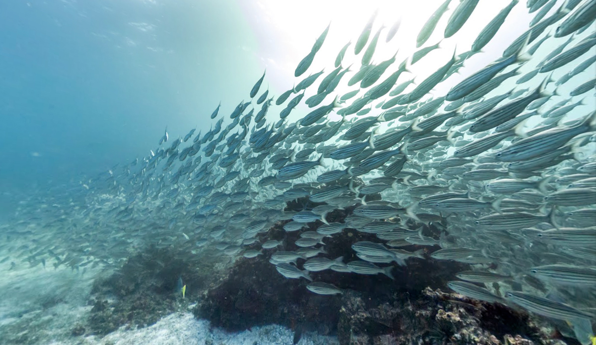 Devil\'s Crown, Galapagos. Photo: Google