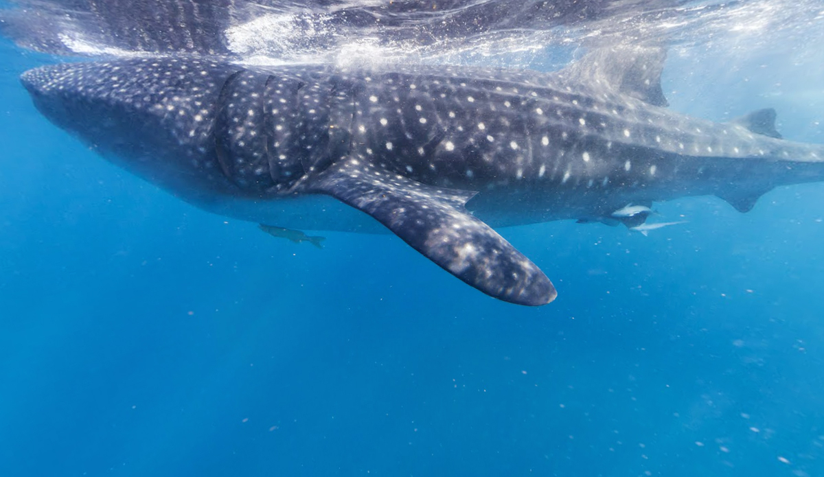 Whale sharks at Isla Contoy, Mexico. Photo: Google