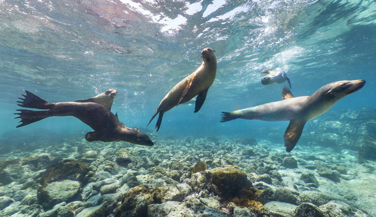Playful Sea Lions, Galapagos Islands, Ecuador — a World Heritage Marine site. Photo: Google