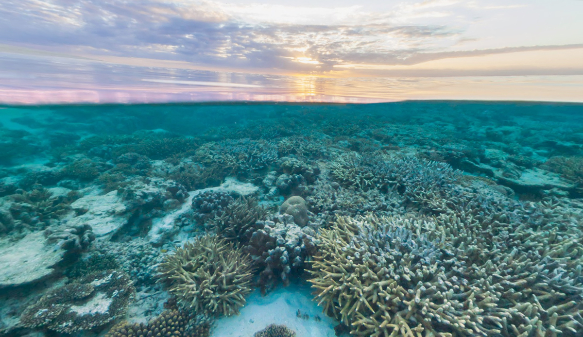 Wilson Island, Great Barrier Reef. Photo: Google