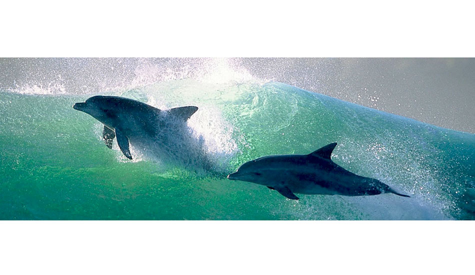 Jeffrey\'s Bay, South Africa 2002.  I was living in DH\'s Scottish Castle at Impossible\'s and saw a huge group  pull into the lineup. Photo: <a href=\"https://www.greghuglin.com\">Greg Huglin.</a>