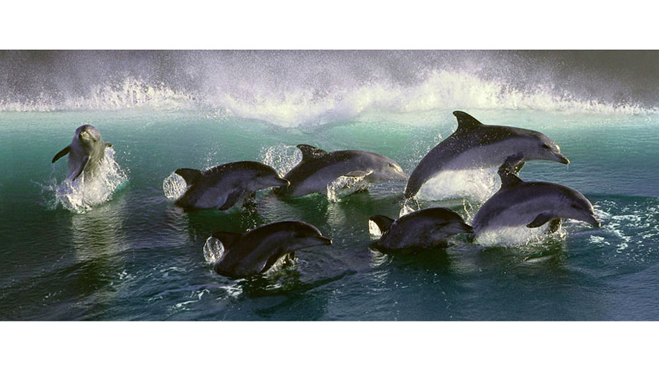 South Africa, 2000. For my first six years of shooting in SA, I kept being told this shot was faked. It\'s not. Photo: <a href=\"https://www.greghuglin.com\">Greg Huglin.</a>