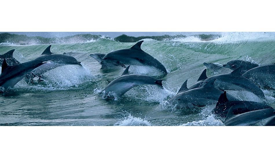 South Africa, 2004. Large schools  are the most fun to follow in small surf when they are really active and  traveling fast. Photo: <a href=\"https://www.greghuglin.com\">Greg Huglin.</a>