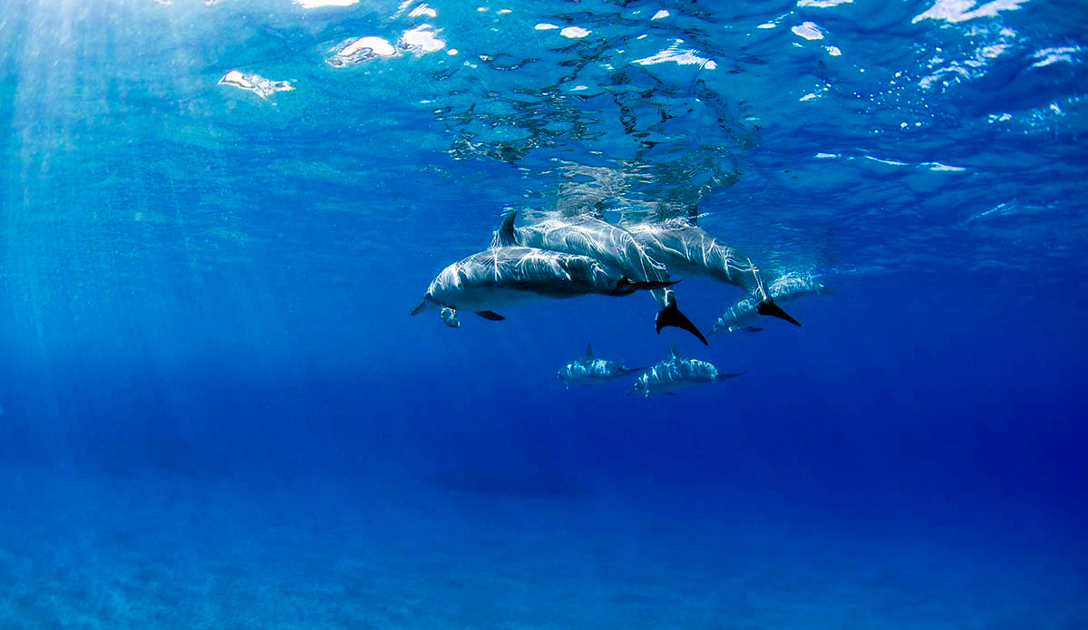 Photo: <a href=\"https://www.laserwolfphoto.com/\">Laserwolf</a>