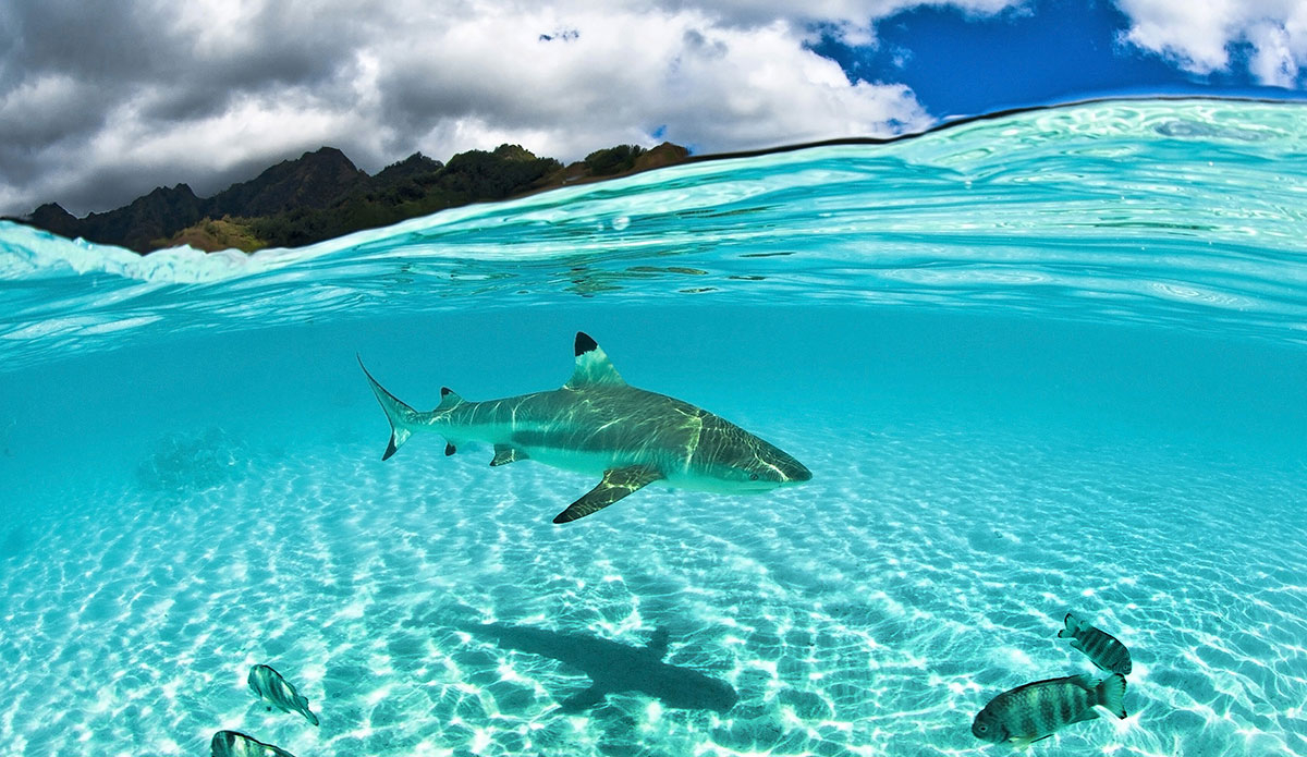 Photo: <a href=\"https://www.laserwolfphoto.com/\">Laserwolf</a>