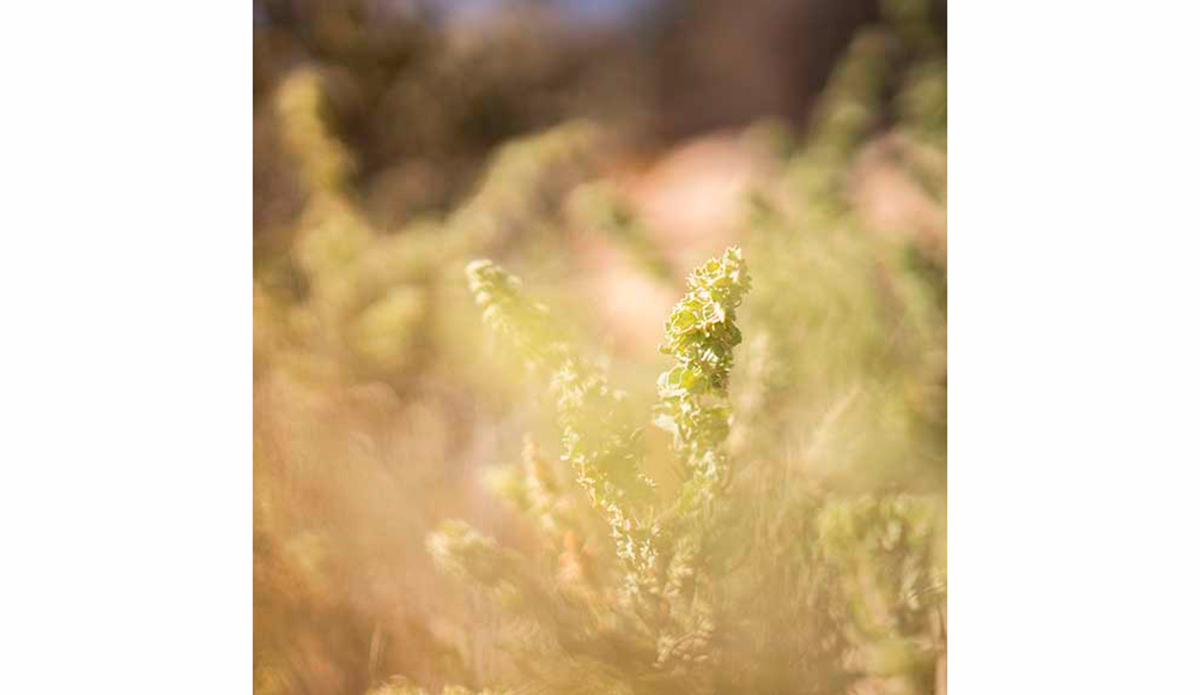 Photo: <a href=\"https://instagram.com/julieahotz/\">Julia A Holtz</a>