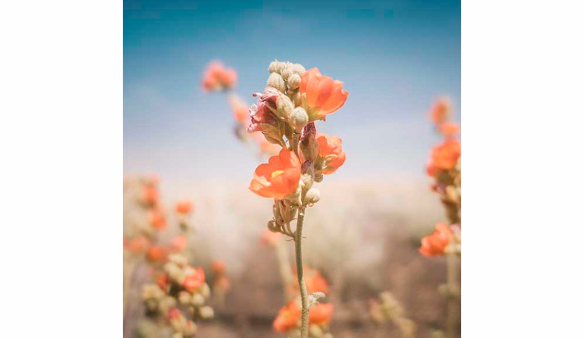 Photo: <a href=\"https://instagram.com/julieahotz/\">Julia A Holtz</a>