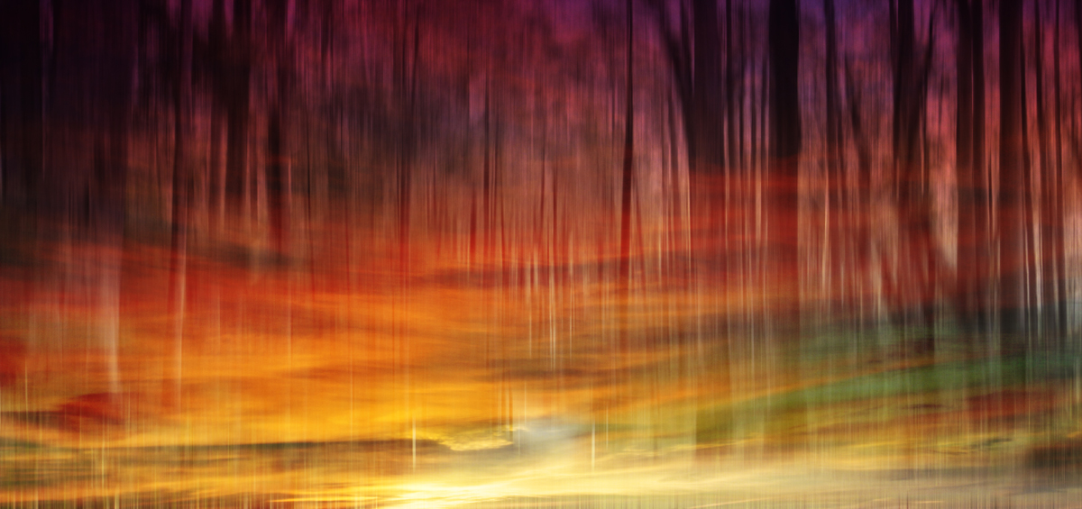 Enchanted forest. Photo: <a href=\"https://www.hollytreephoto.com/\">Holly Shoebridge</a>