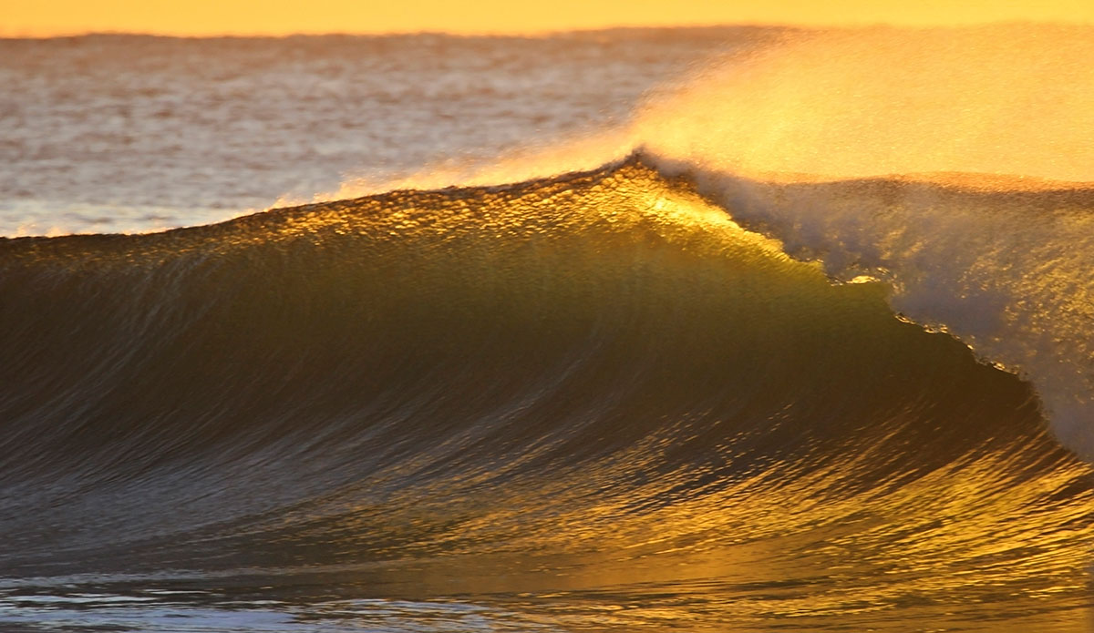 Autumn Gold in Narrabeen. Photo: <a href=\"https://www.hollytreephoto.com/\">Holly Shoebridge</a>