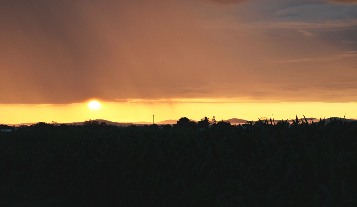 Sunrise and sun showers over the sugar cane fields in Northern New South Wales. Photo: <a href=\"https://www.instagram.com/hollytreephoto\">@HollyTreePhoto</a>
