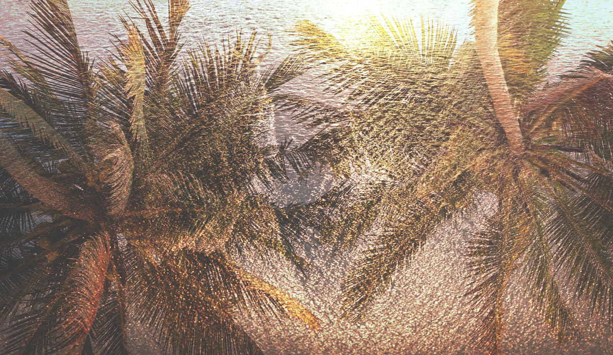 Palm trees, ocean breeze. Photo: <a href=\"https://www.hollytreephoto.com/\" target=\"_blank\">Holly Shoebridge</a>