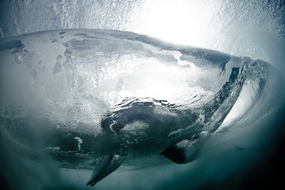 Womb. A surfer falls from his board a moment before it closes out at Bronte Beach, Sydney. “Chasing surfers underwater became a thing through winter. This surfer hit my camera a second later, and we both came up laughing. Well, I did anyway. He was confused.\" Photo: <a href=\"https://www.marktipple.com/\" target=_blank>Mark Tipple</a>.