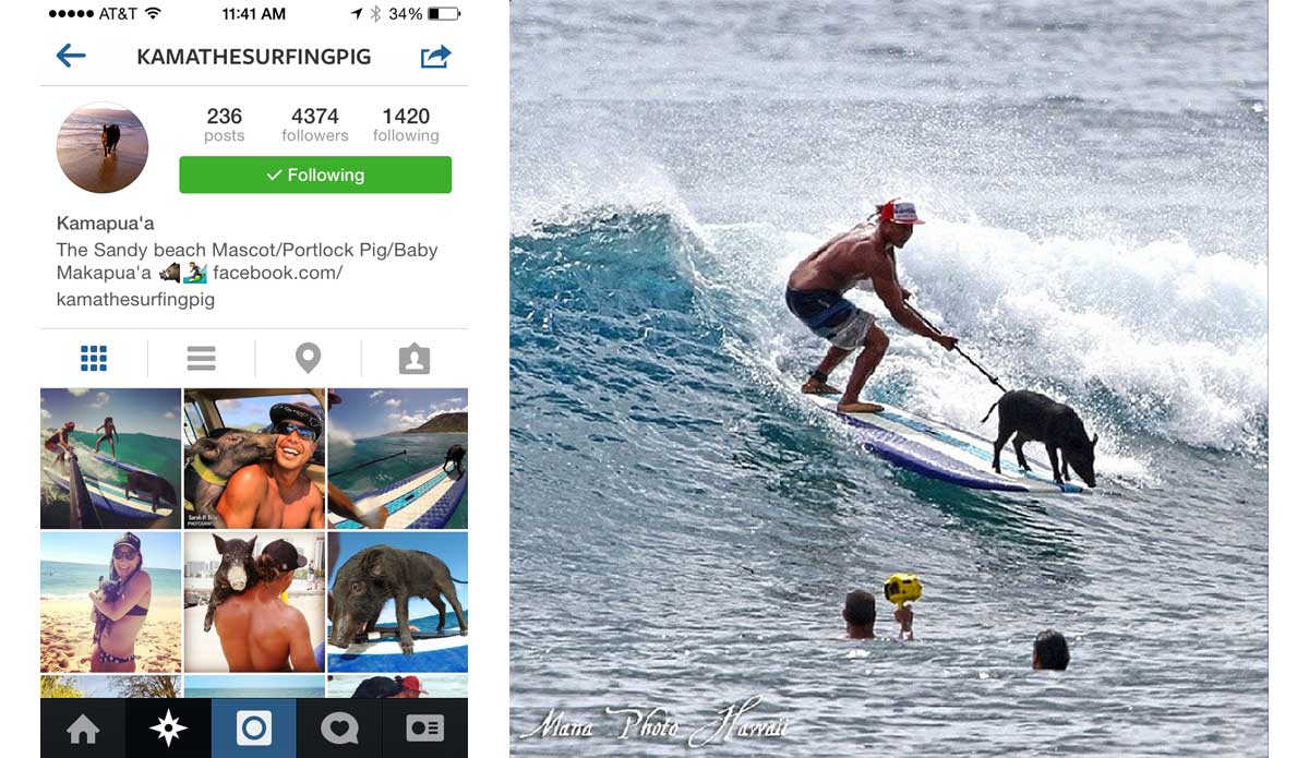 A pig. That surfs. On Instagram. If your feed was interesting before this, you\'re welcome for the upgrade. Photo: <a href=\"https://instagram.com/kamathesurfingpig\">Kamapua the Surfing Pig Instagram</a>