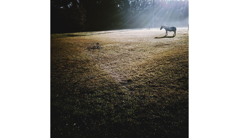 This horse is a familiar site as you head towards the village on Kitty Hawk Road. Photo: <a href= \"https://instagram.com/matt_beacham/\" target=_blank>Matt Beacham</a>