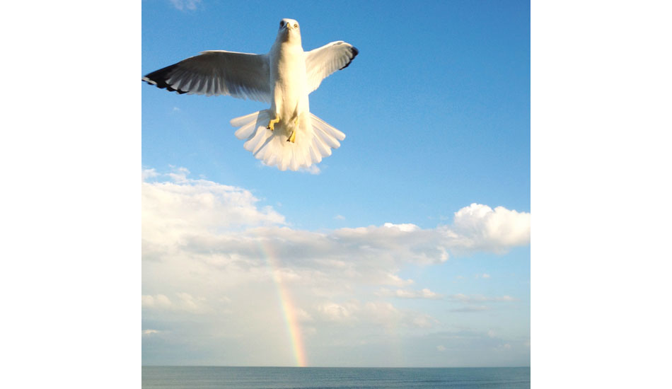 This seagull photobombed because he thought my iPhone was a cheeseburger. Photo: <a href= \"https://instagram.com/matt_beacham/\" target=_blank>Matt Beacham</a>