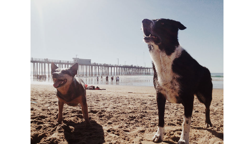 Friends, Family and pets. All were welcome to this event. Photo: <a href=\"https://instagram.com/brianohara\">@brianohara</a>