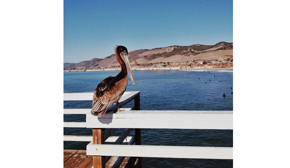 Pismo’s enforcer of no overhead casting. Photo: Jamie Shea