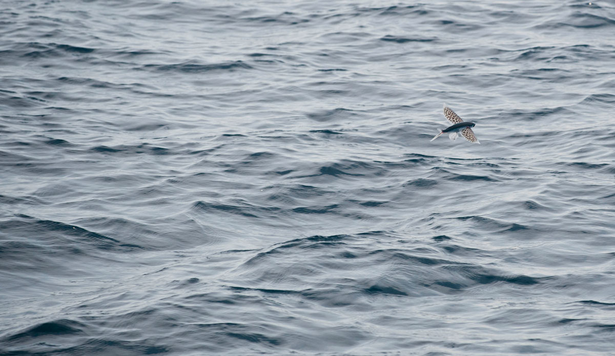  It took a lot of patience to capture a shot showing the detail of the wings. Photo: <a href=\"https://www.jackdekortphoto.com.au/\">Jack Dekort</a>