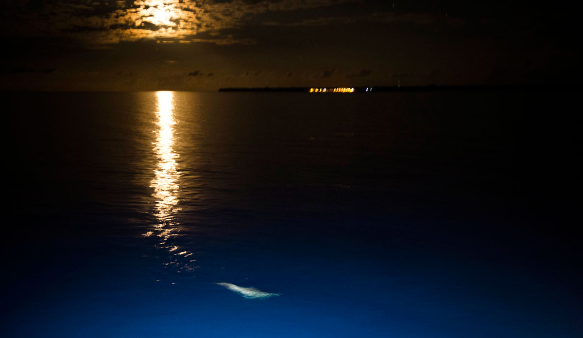 Dolphins circle the back of the Handhu as a midnight moonrise crept over the horizon.
 Photo: <a href=\"https://www.jackdekortphoto.com.au/\">Jack Dekort</a>