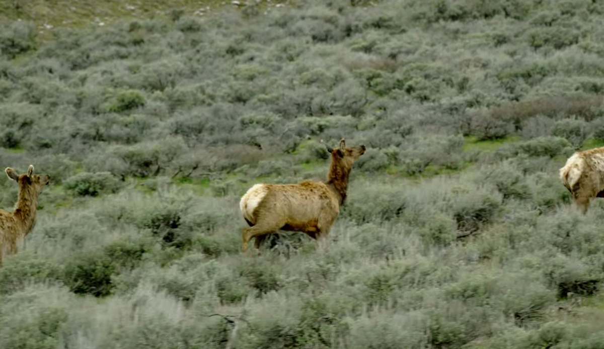 Screenshot: <a href=\"https://www.youtube.com/watch?v=sdJQF0fOOfU\">Jackson Hole</a>